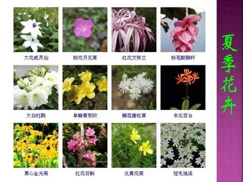 四季常開的花|四季花有哪些？蘭花、荷花、菊花、梅花各代表春夏秋冬